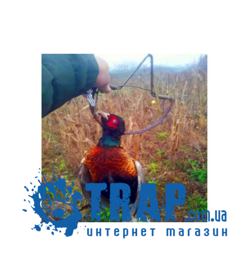 Следовой капкан на птицу: фазан, перепел, голубь 